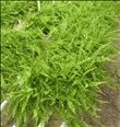 Nepropelis cordifolia 'Duffii'
